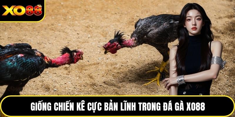 Giống chiến kê cực bản lĩnh trong đá gà XO88