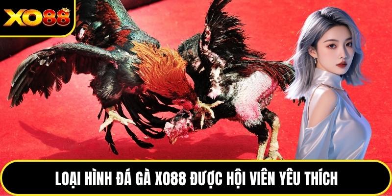 Loại hình đá gà XO88 được hội viên yêu thích