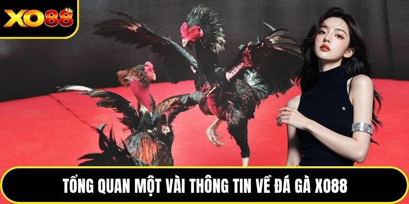Tổng quan một vài thông tin về đá gà XO88